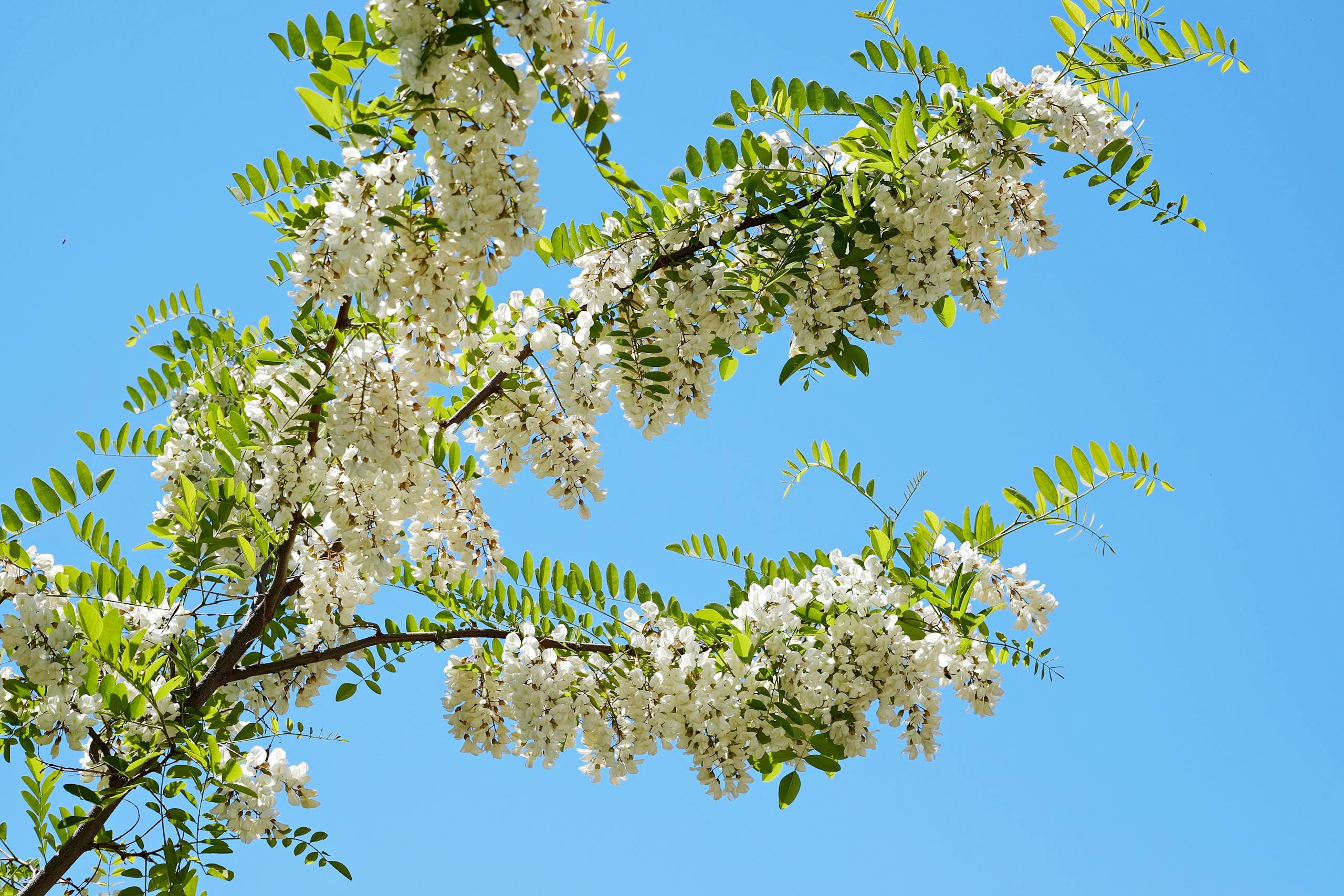 Beautiful white acacia flowers in full bloom on branches, set against a clear blue sky.